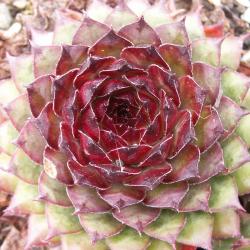 Sempervivum - Dachwurz - Hauswurz